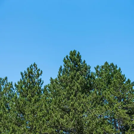 Apartment Zelenbor 4 Luxury&spa Zlatibor