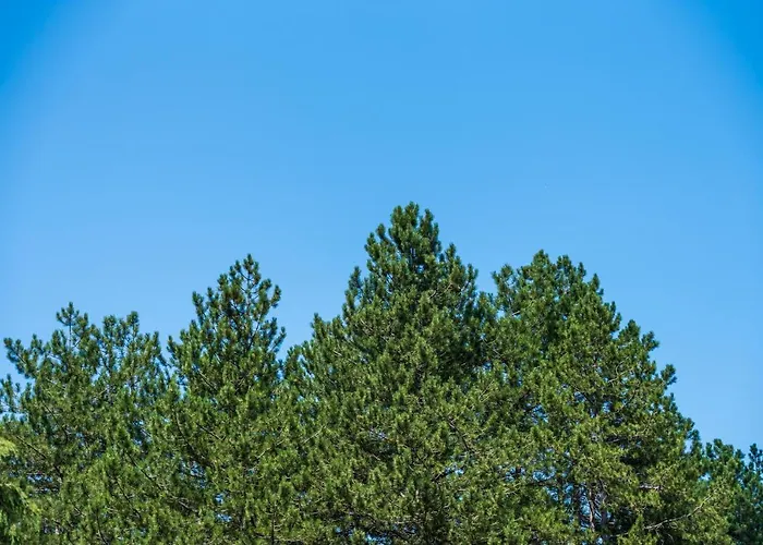 Daire Zelenbor 4 Luxury&spa Zlatibor